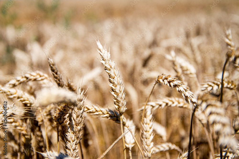 Fototapeta premium Wheat field ready for harvest.
