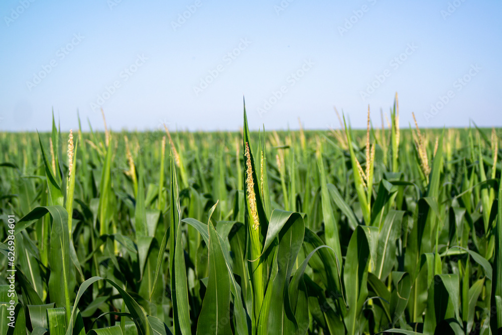 Obraz premium Corn growing in the farmlands
