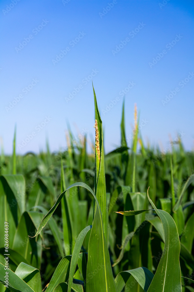 Fototapeta premium Corn growing in the farmlands