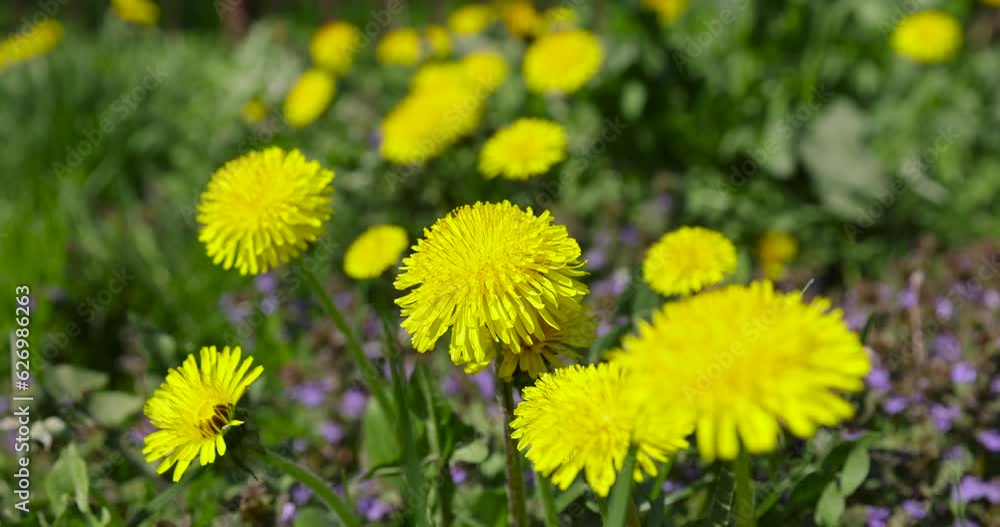 yellow spring dandelions blooming in the field yellow spring dandelions blooming in the field