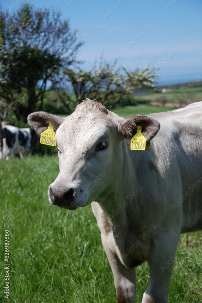 Young white cow