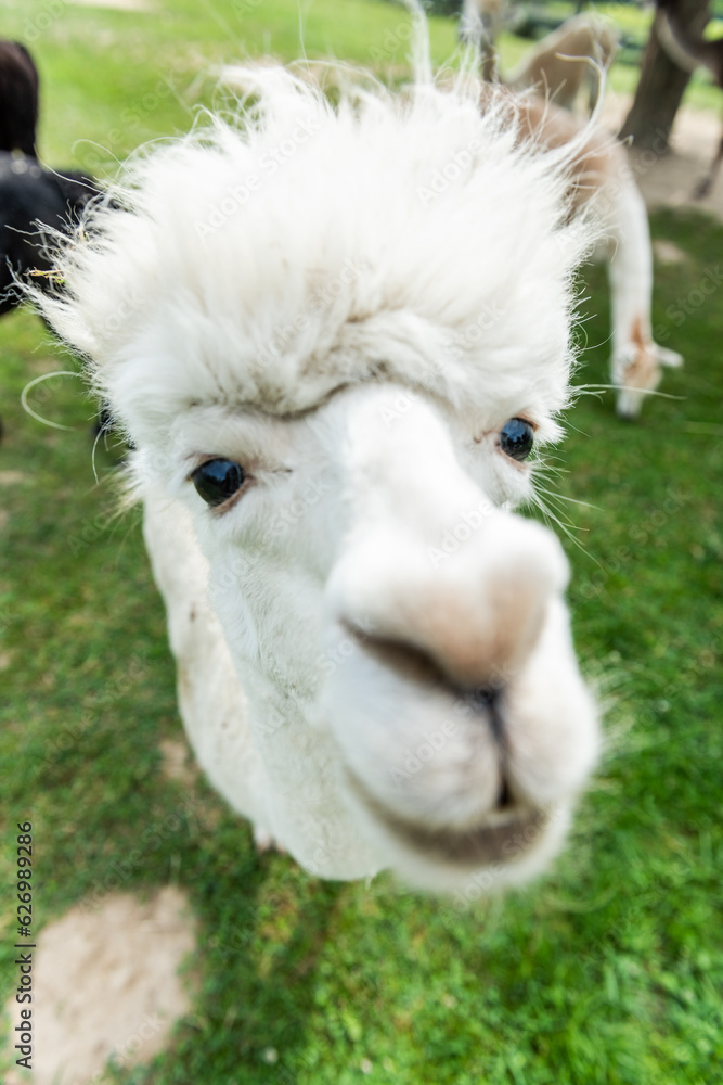 Alpaca funny face close up portrait, with funny hair cut in outdoor ranch