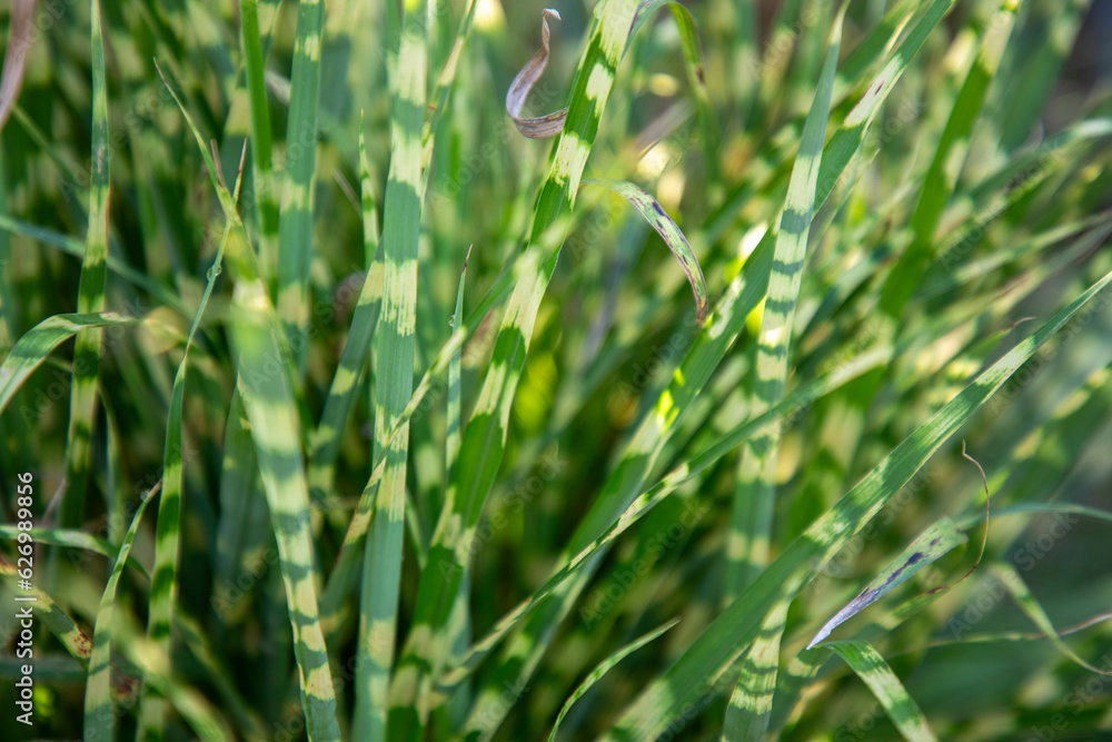 Φωτογραφία Miscanthus sinensis 'Gold Bar'