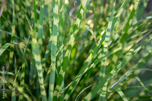 Slika na platnu Miscanthus sinensis 'Gold Bar'