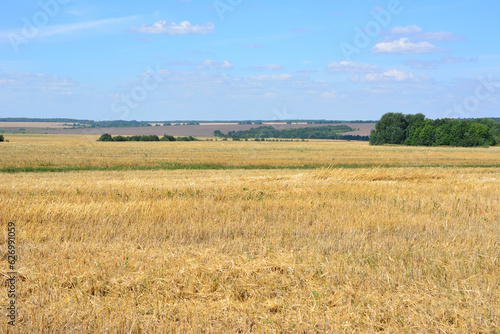 dry wheat grass on the agricultural field on the valley with blue sky on background  