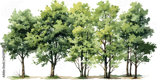 Tree watercolor style vector illustration set  graphics trees elements drawing for architecture and landscape design  elements for environment and garden  Environment  Garden  Plants  Vector graphics 