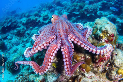 Red Octopus on coral reef in the Sea.Generative Ai.