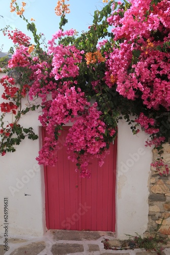 Fototapeta Naklejka Na Ścianę i Meble -  bougainvillé ile de paros