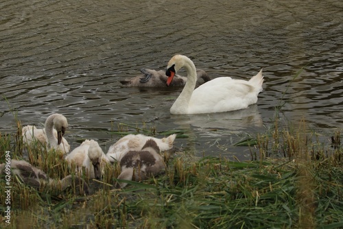 cygnes