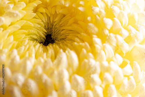 light closeup of yellow Chrysant flower. Large Chrysanthemum flower