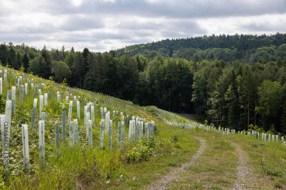 renaturation and replanting of a forest renaturation and replanting of a forest