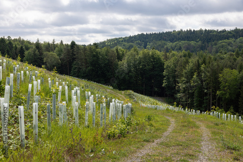 Fotografie renaturation and replanting of a forest
