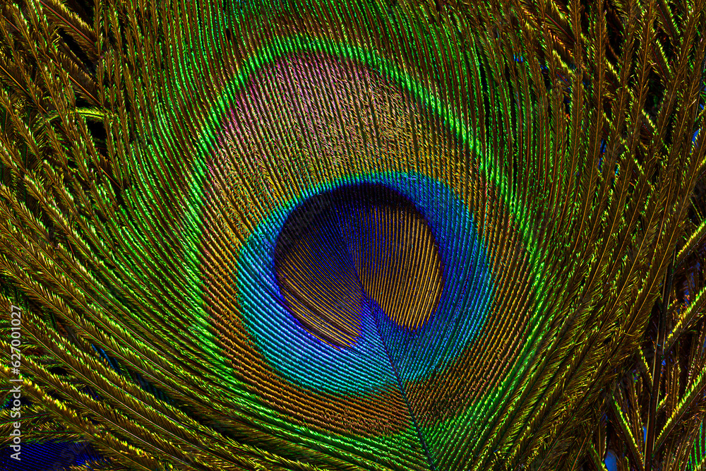 Fototapeta premium Macro peacock feather background,Background with peacock feather macro texture, multicolored