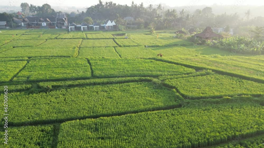 Nature's Staircase Aerial Tour of Magnif. Aerial shot of rice fields and houses surrounding a walkway in a center of the Ubud village on a Bali island. Nature's Staircase Aerial Tour of Magnif. Aerial shot of rice fields and houses surrounding a walkway in a center of the Ubud village on a Bali island.