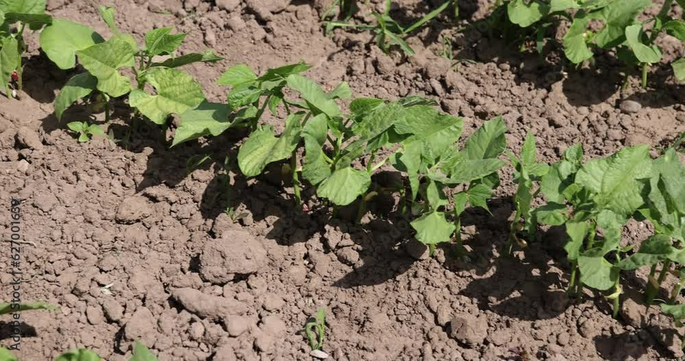 young small bean plants in the field, growing beans on a private territory young small bean plants in the field, growing beans on a private territory
