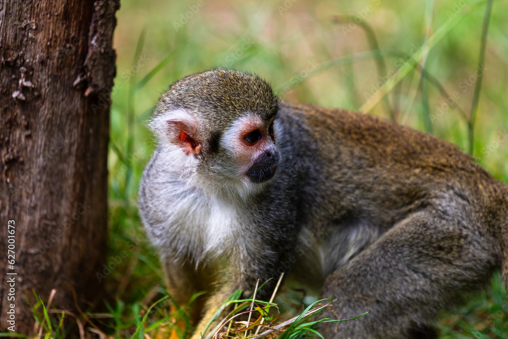 Fototapeta premium Squirrel monkeys of the genus Saimiri on the summer meadow