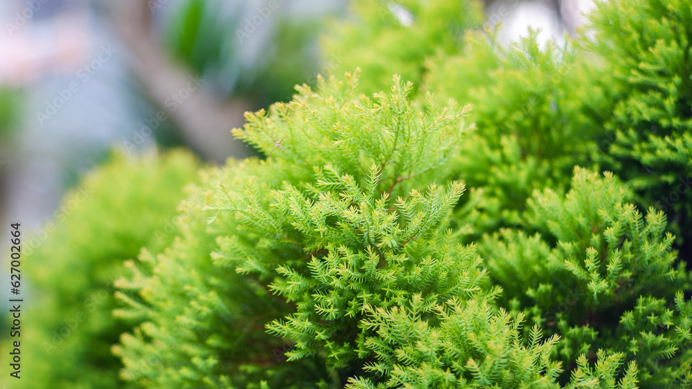 Fototapeta premium green branches of a pine tree close-up