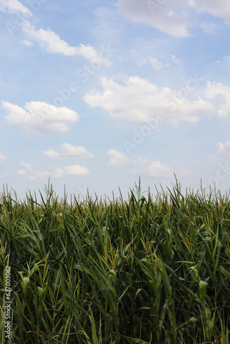 corn field under sky