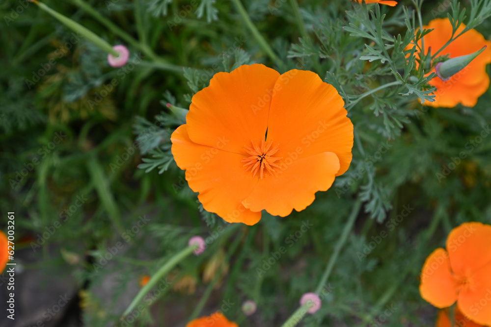 Fototapeta premium Close up of a California poppy flower. Native of the United States and Mexico and is the state flower of California since 1903.