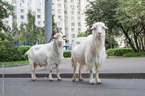 funny animals in the city, white goats eat bushes in the courtyard of high-rise buildings. Moscow, South Butovo. High quality photo photo