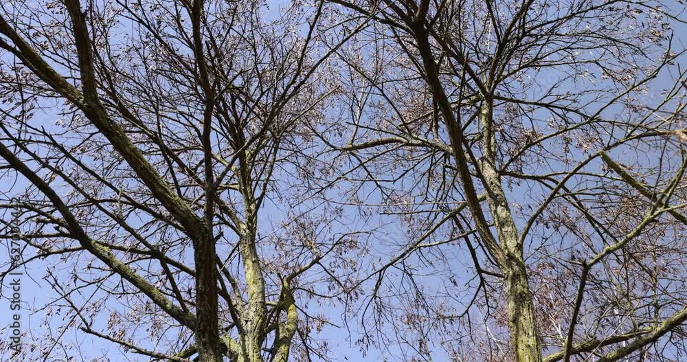 deciduous trees without foliage on a bright sunny day in spring, bare trees in sunny spring weather, deciduous trees without foliage on a bright sunny day in spring, bare trees in sunny spring weather,
