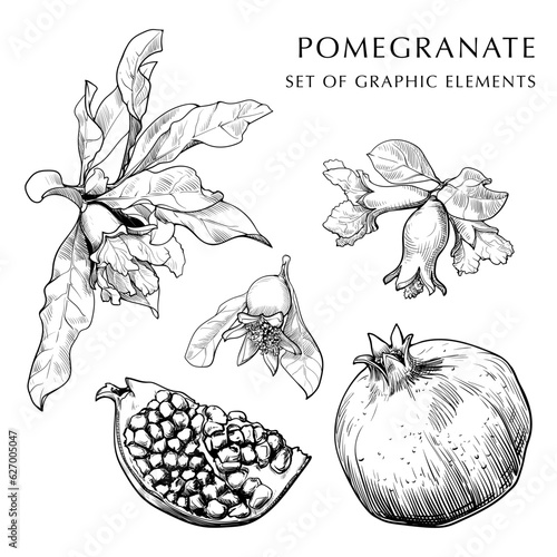 Pomegranate fruit, leaves and flowers hand drawn set. Sketch style drawing isolated on white background. EPS10 vector illustration.