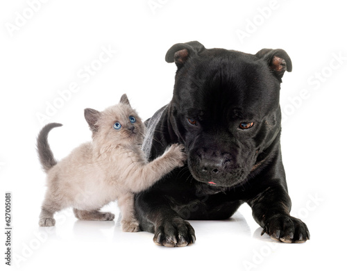 siamese kitten and staffy in studio