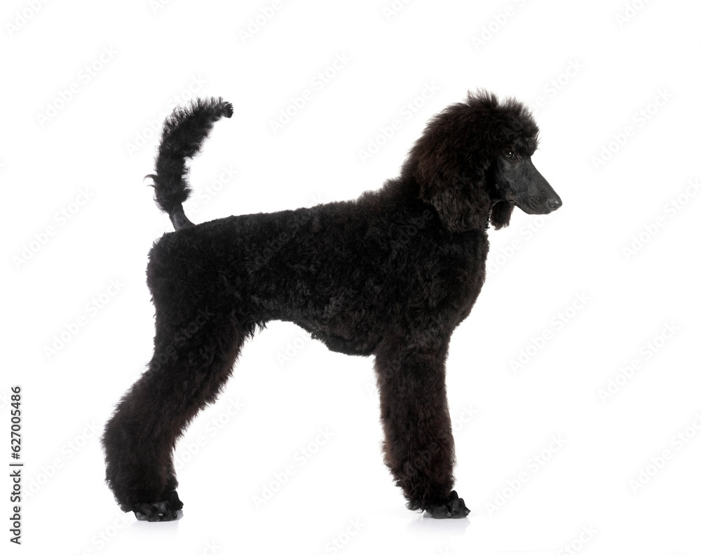 standard poodle in studio