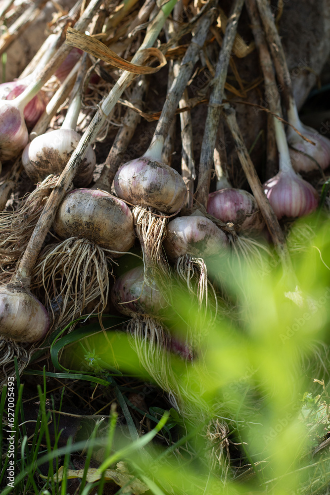 Fototapeta premium photo of garlic grown from home garden with dirty roots