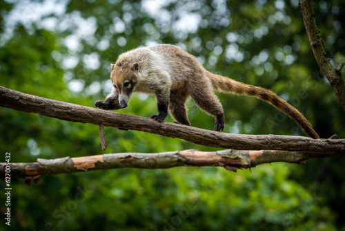 Brown-nosed Coati in zoopark photo