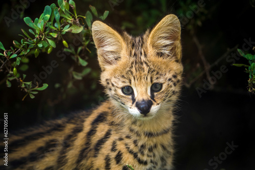 serval feline portrait in nature park
