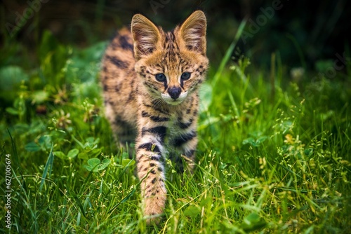 serval feline portrait in nature park photo