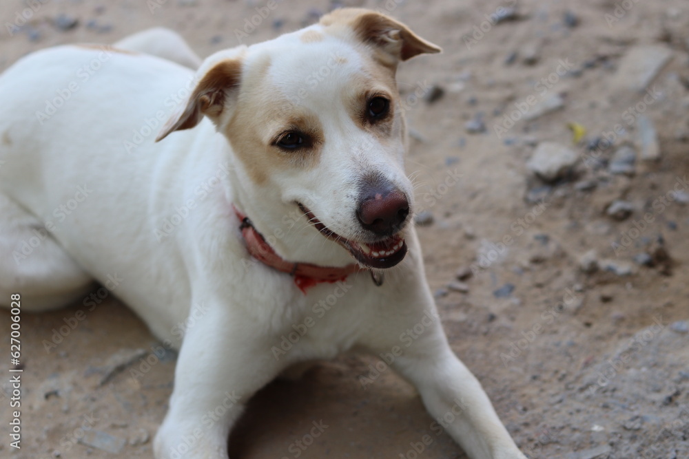 A Pariha Breed Stray dog sitting on ground wearing red dog Collar 