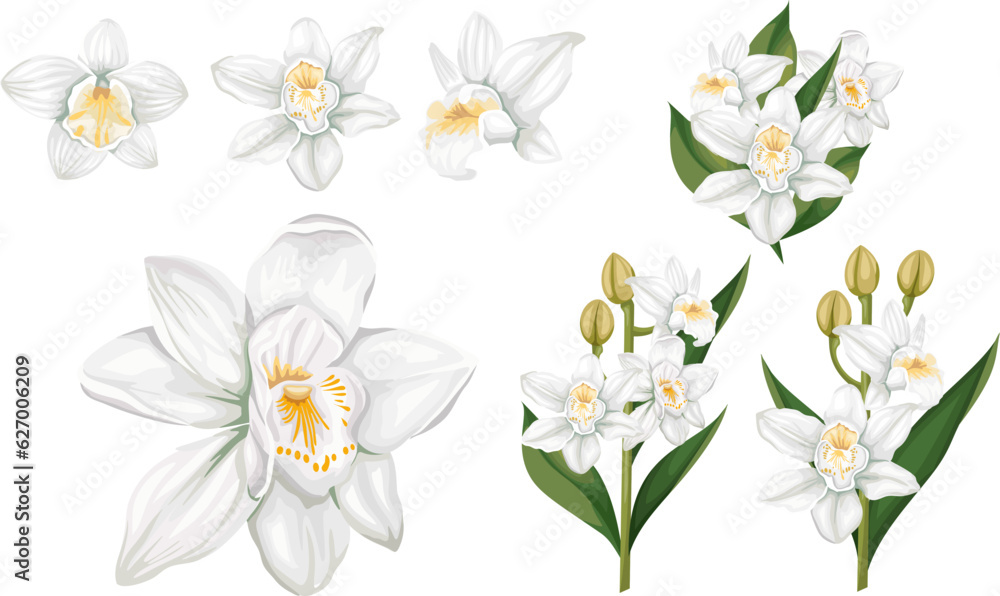 Vector realistic set. White orchids, flowers and leaves on white background, branches with flowers buds and leaves. Flowers isolated on white background . Vector illustration