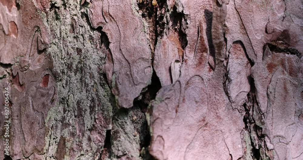 multilayer bark of an old pine close-up, details of the trunk of an old pine with bark of brown shades