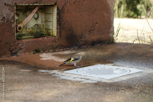 bird drinking water 1