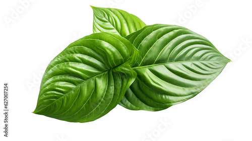 Fresh organic green basil leaf transparent png background. Basil leaves png