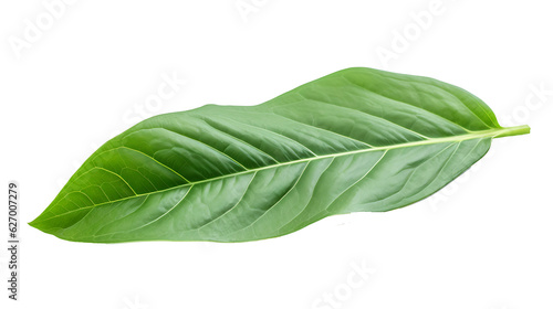 Fresh organic green basil leaf transparent png background. Basil leaves png