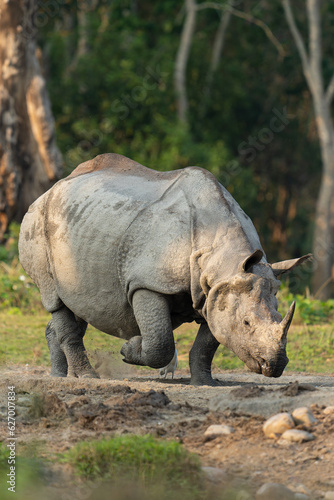 Rhinoceros of Jaldapara National Park