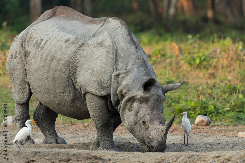 Rhinoceros of Jaldapara National Park Rhinoceros of Jaldapara National Park