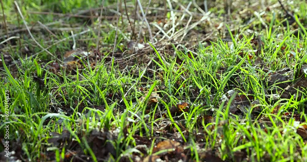sunny green grass and small yellow flowers in the forest, fresh grass and flowers in the spring season in the forest sunny green grass and small yellow flowers in the forest, fresh grass and flowers in the spring season in the forest