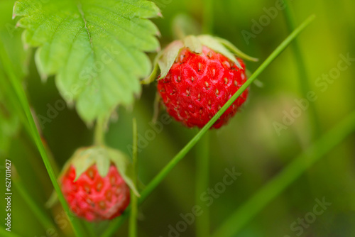 Wild strawberry plant with green leafs and ripe red fruit - Fragaria vesca.Ripe red fruits of strawberry plant