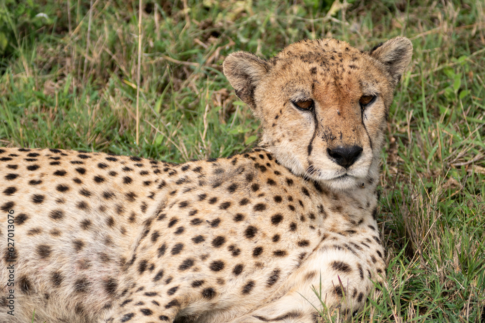 Portrait of a cheetah in the grass - Serengeti National Park Tanzania Portrait of a cheetah in the grass - Serengeti National Park Tanzania