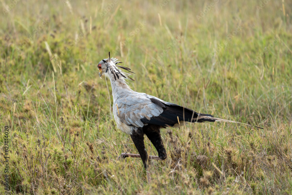 Obraz premium Secretarybird is a large bird of prey found in East Africa. Taken in Serengeti, Tanzania