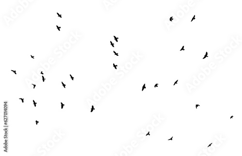 png flock of pigeon birds flying on clear background © Birol Dincer 