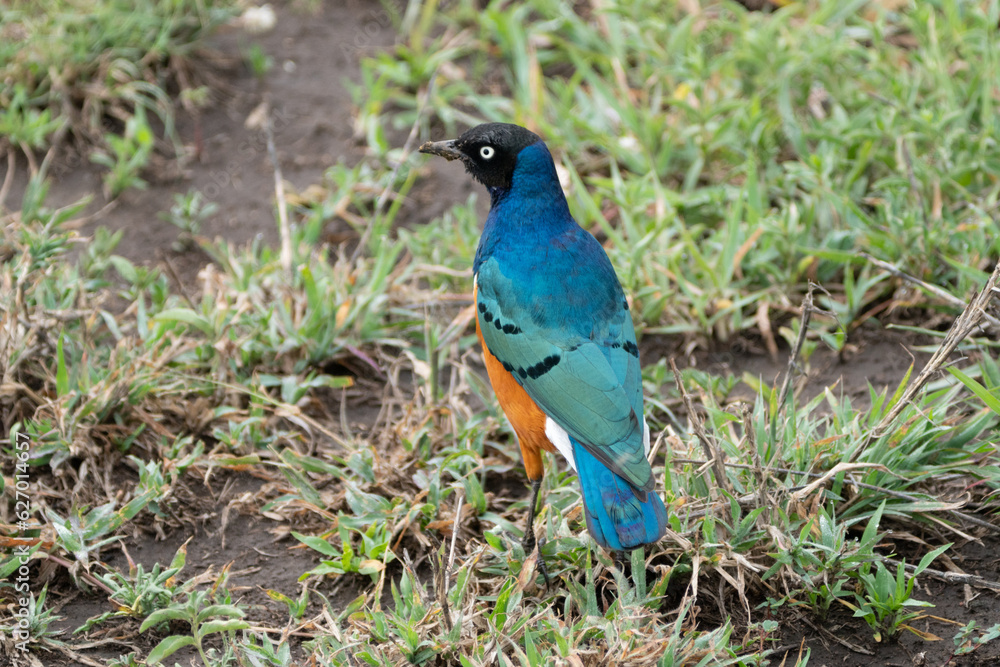 Blue-bellied Roller bird on the grass, in Serengeti National Park Tanzania