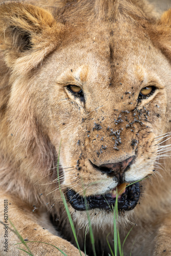 Derpy face photo of a lion  covered in flies on its face. Serengeti Tanzania