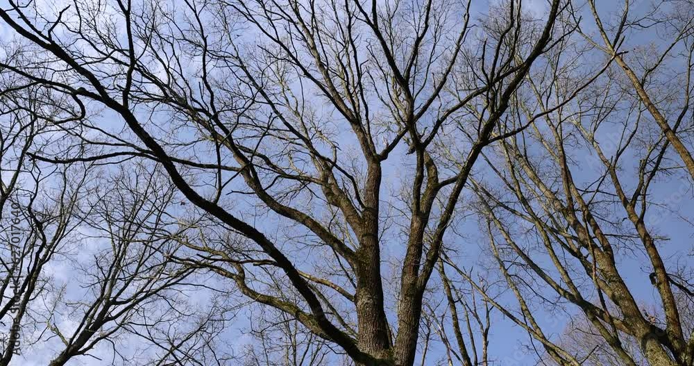 trees of different varieties in the spring season , bare deciduous trees in the warm spring season trees of different varieties in the spring season , bare deciduous trees in the warm spring season