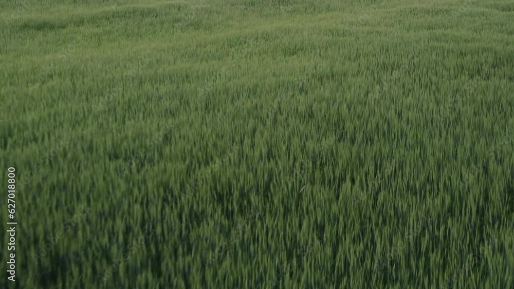 Drone flight over green wheat field. High quality 4k footage Drone flight over green wheat field. High quality 4k footage