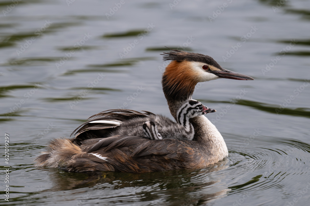 Great Crested Grebe and its young chick out for a swim in Home Park Great Crested Grebe and its young chick out for a swim in Home Park